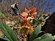 42 In ripida salita all'Ocone ci accompagnano Helleborus niger (Ellebori) in piena fioritura